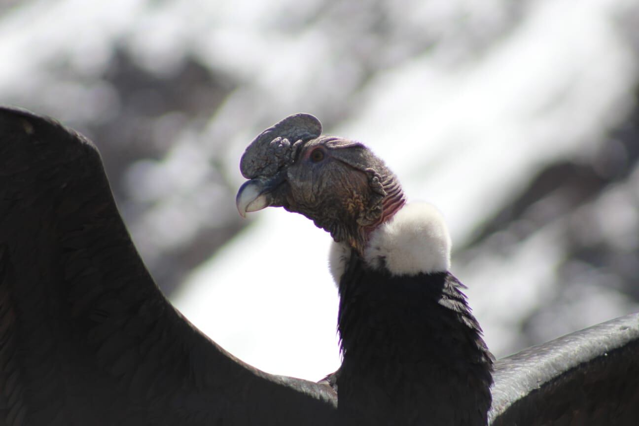 Fotos y videos: así fue la liberación de Ángel, el cóndor rescatado durante un megaoperativo en Potrerillos. Foto: Gentileza Martín García - Guardaparque Departamento de Fauna Silvestre