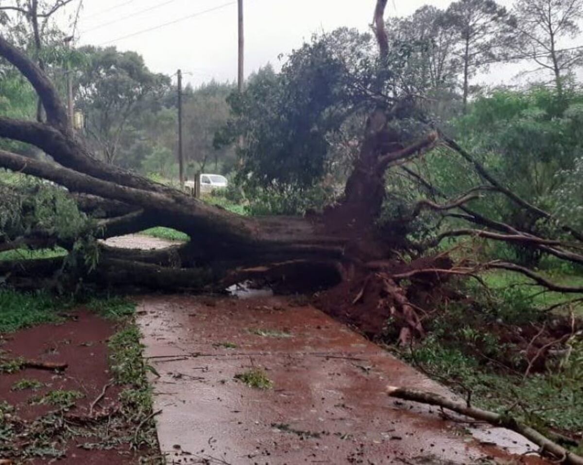 Caída de arboles y corte de energía en Eldorado tras un fuerte temporal