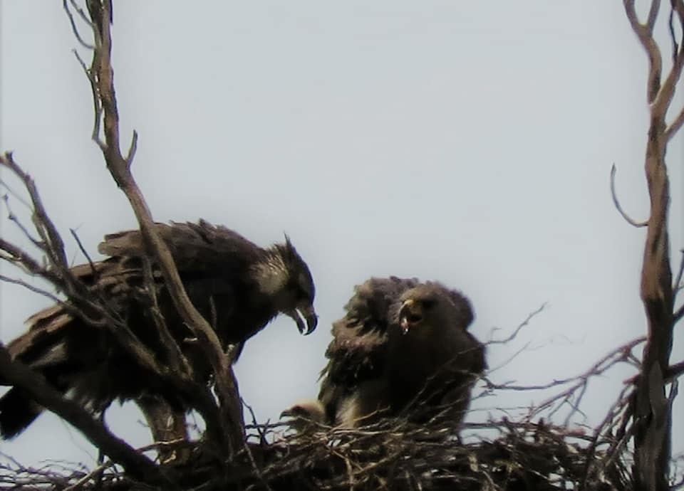 Video: necesitaba ir al baño, se adentró en el campo y encontró un animal en peligro de extinción. Foto: facebook SOS Acción Salvaje