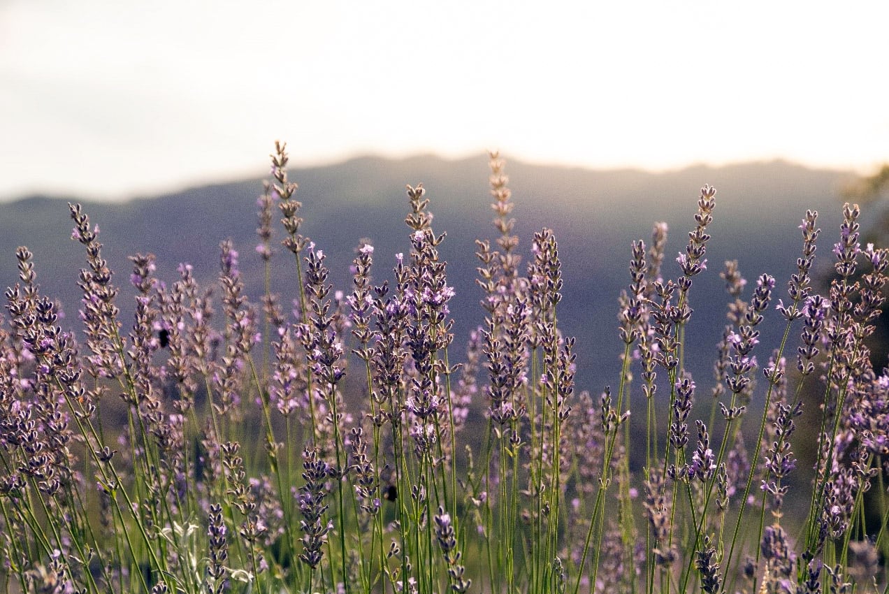 En enero de 2023 se realizará la sexta edición de La Fiesta de la Cosecha de Lavanda en Calmayo. (Foto: Cecilia Vallejo)