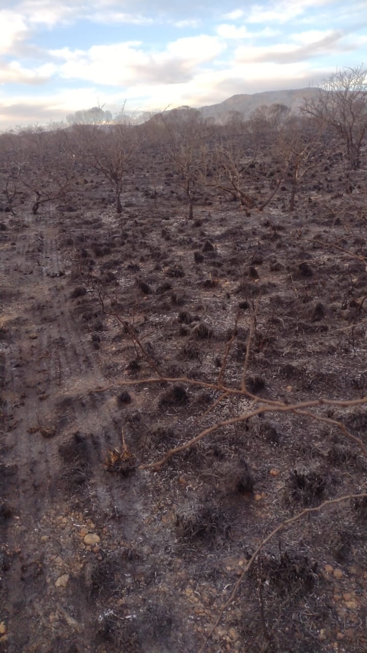 Foto El Diario: incendio forestal en la autopista Justiniano Allende.