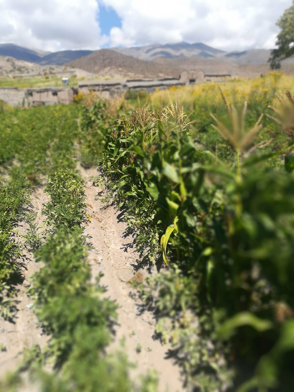 Microemprendimientos agrícolas de la Quebrada del Toro