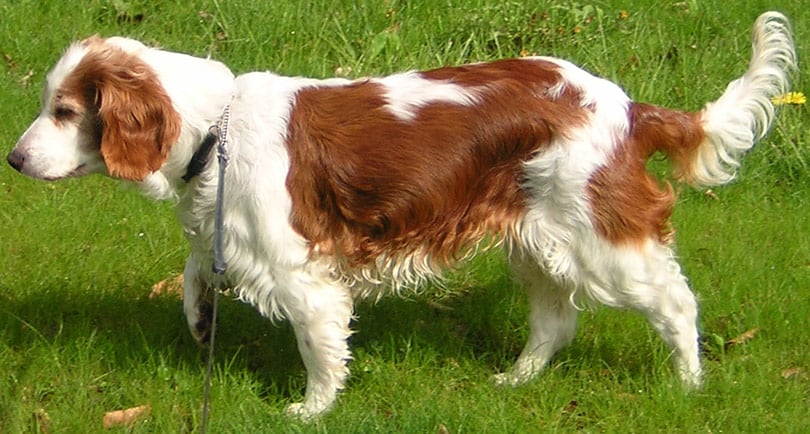 welsh springer spaniel