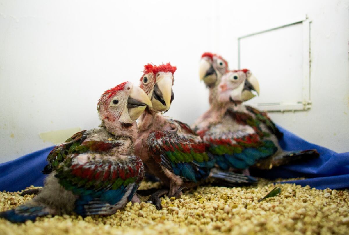 Recuperaron 4 pichones de guacamayo en San Luis