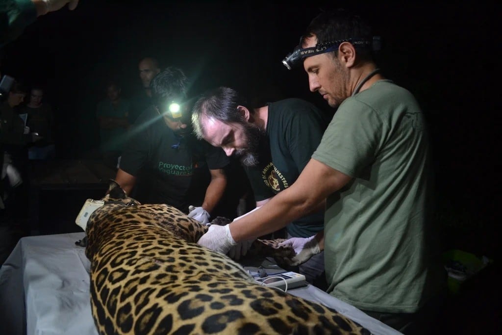 Capturan a una yaguareté para seguimiento y protección en la Península Andresito.