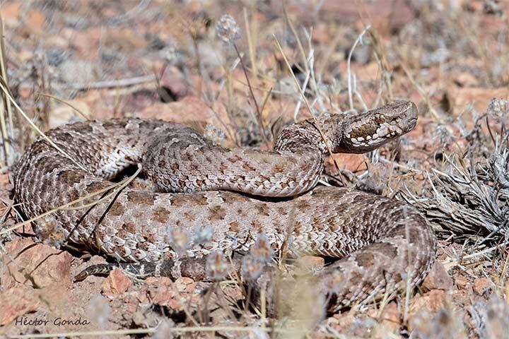 La yarará ñana es un animal autóctono de la fauna mendocina. Se alimenta de roedores y en busca de ellos ha avanzado sobre zonas habitadas del pedemonte.