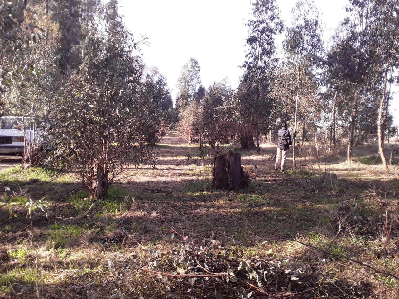 Trabajos de embellecimiento en el Parque Cabañas de Tres Arroyos