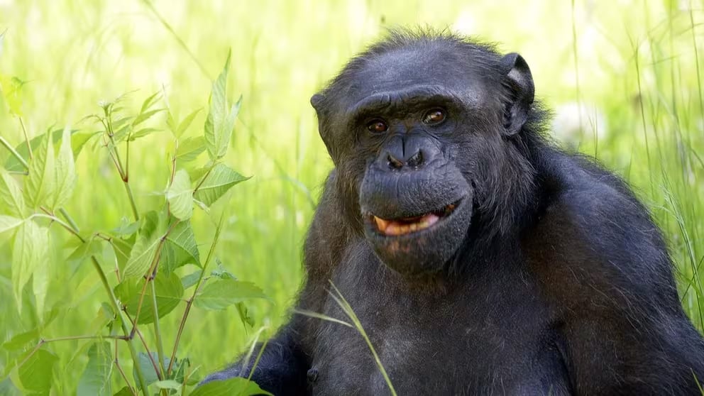 Tomy, el chimpancé de La Plata