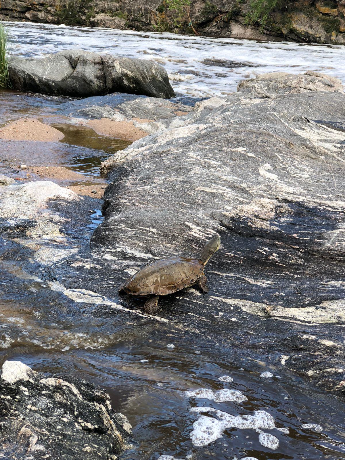 Hallaron un tortuga en el Río San Antonio