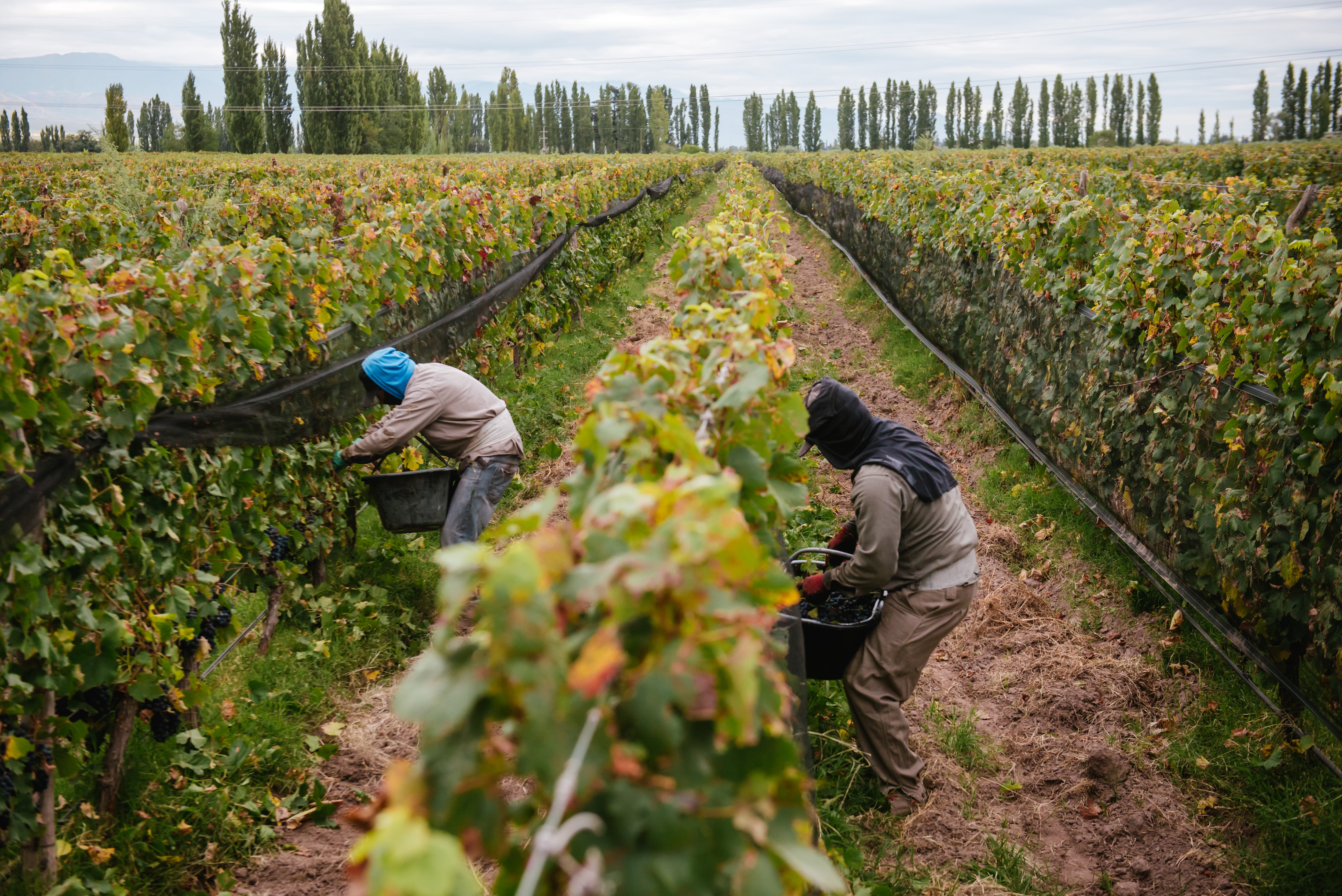 La industria de los vinos también tiene sus reclamos. 