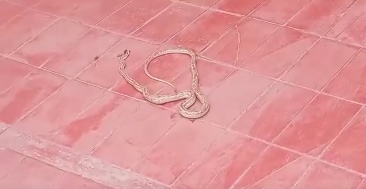 La presencia de una víbora generó pánico entre los vecinos en un barrio de Mendoza