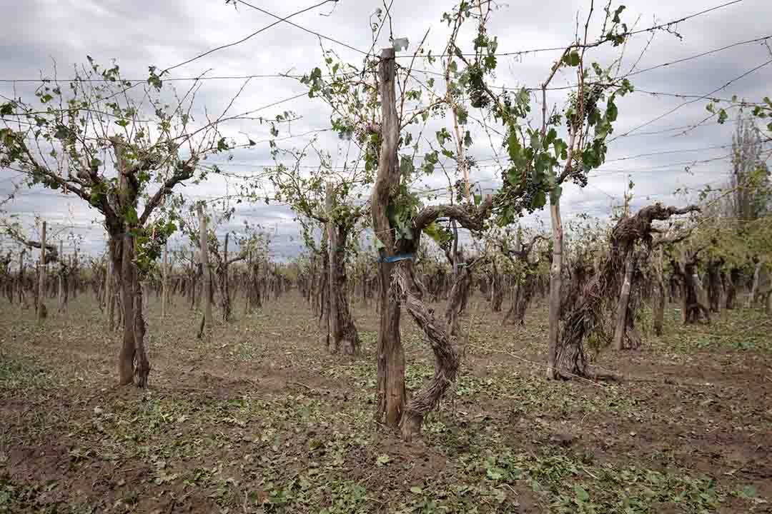 En 20 minutos, productores del Este perdieron cerca del 70% de su cosecha por el granizo.
El distrito de Medrano se llevó la peor parte. La mayoría de las pérdidas son en viñedos, también afectó frutales y chacras con plantaciones de pimientos, tomates y zapallos. 

Foto: Ignacio Blanco / Los Andes 