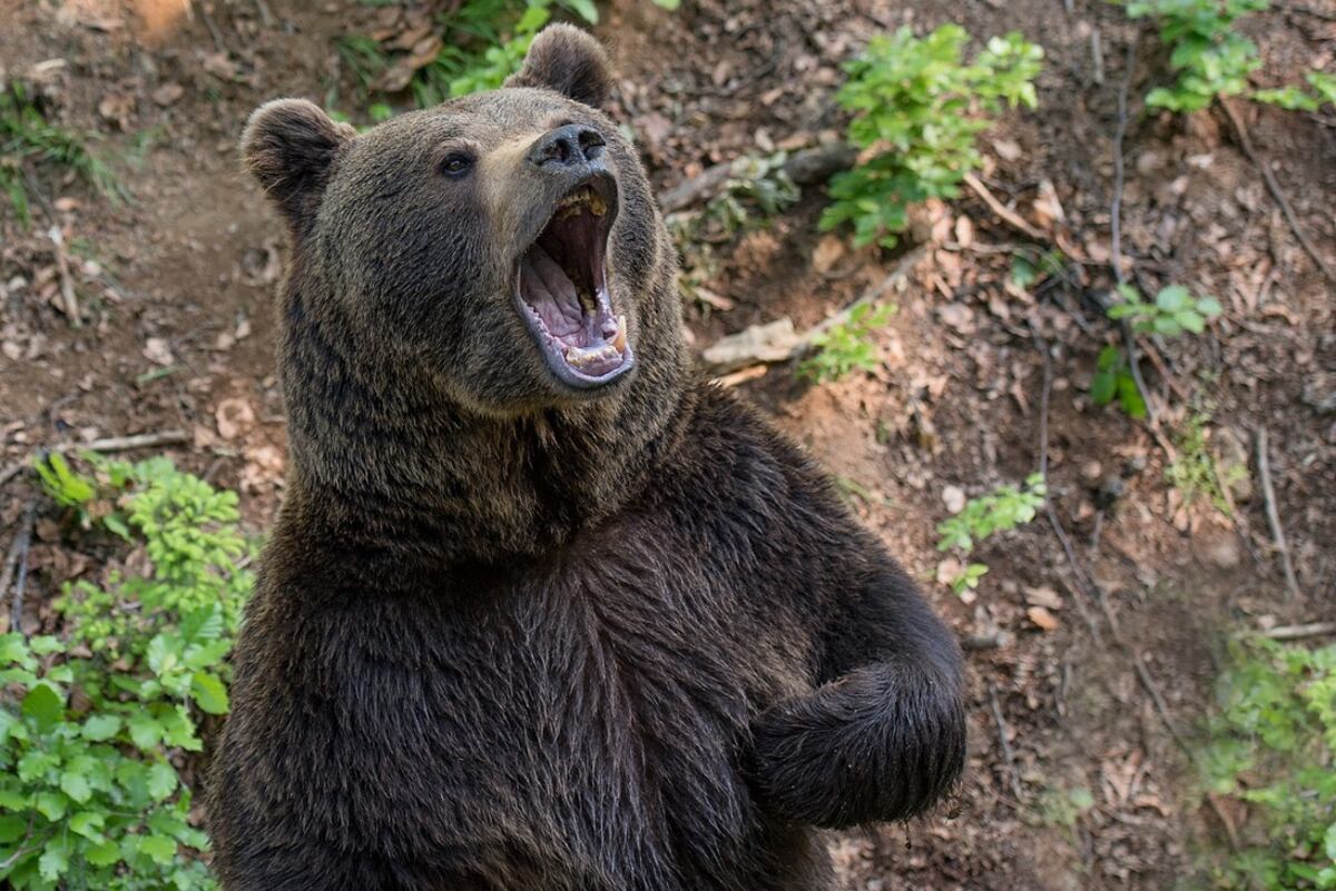Una chica de 17 años empujó a un oso para salvar a sus perros