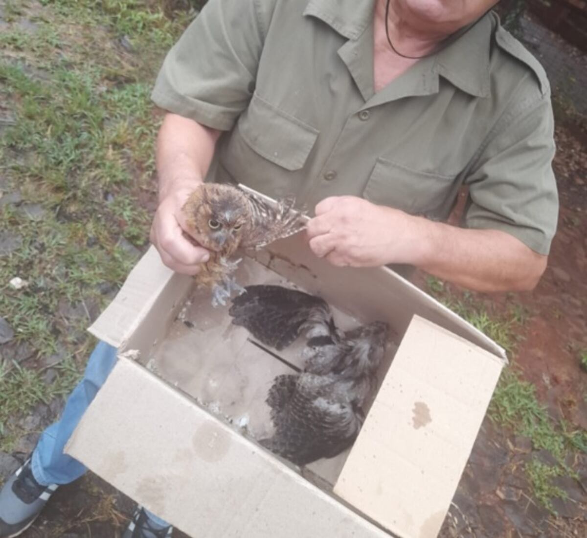 Trasladan a “Güira Oga” dos ejemplares que se encontraban heridos y cautivos