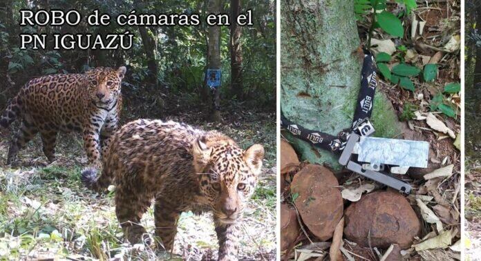 Robaron cámaras trampas del Parque Nacional Iguazú.