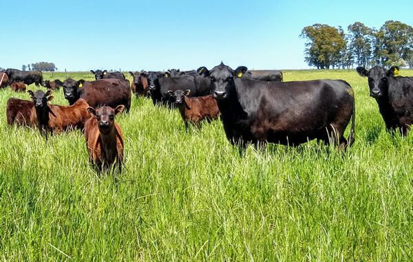 En Argentina, el destete es de apenas el 61%, un porcentaje bajísimo para un país que es potencia mundial en la producción de carne bovina. (Gentileza Caprove)