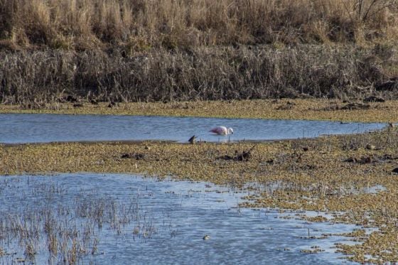 De la actividad participarán clubes de observadores de aves de Salta y Jujuy.