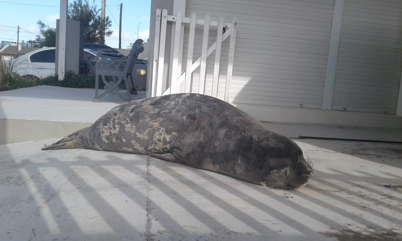 Elefante Marino en Claromecó