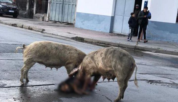 Dos cerdos devoraron a un perro en pleno dentro de Ceferino.