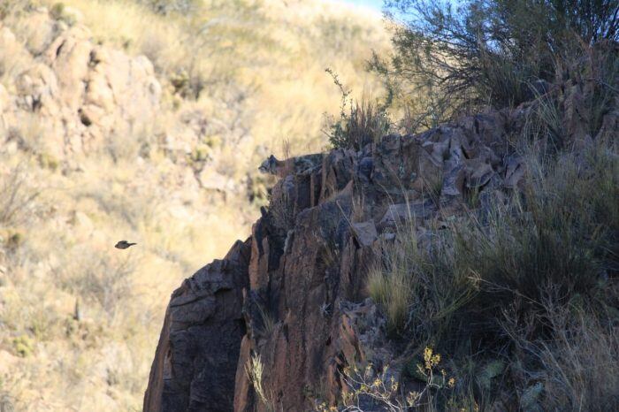 Las imágenes del gato andino los consiguió Gonzalo Aspina, guía de turismo aventura.