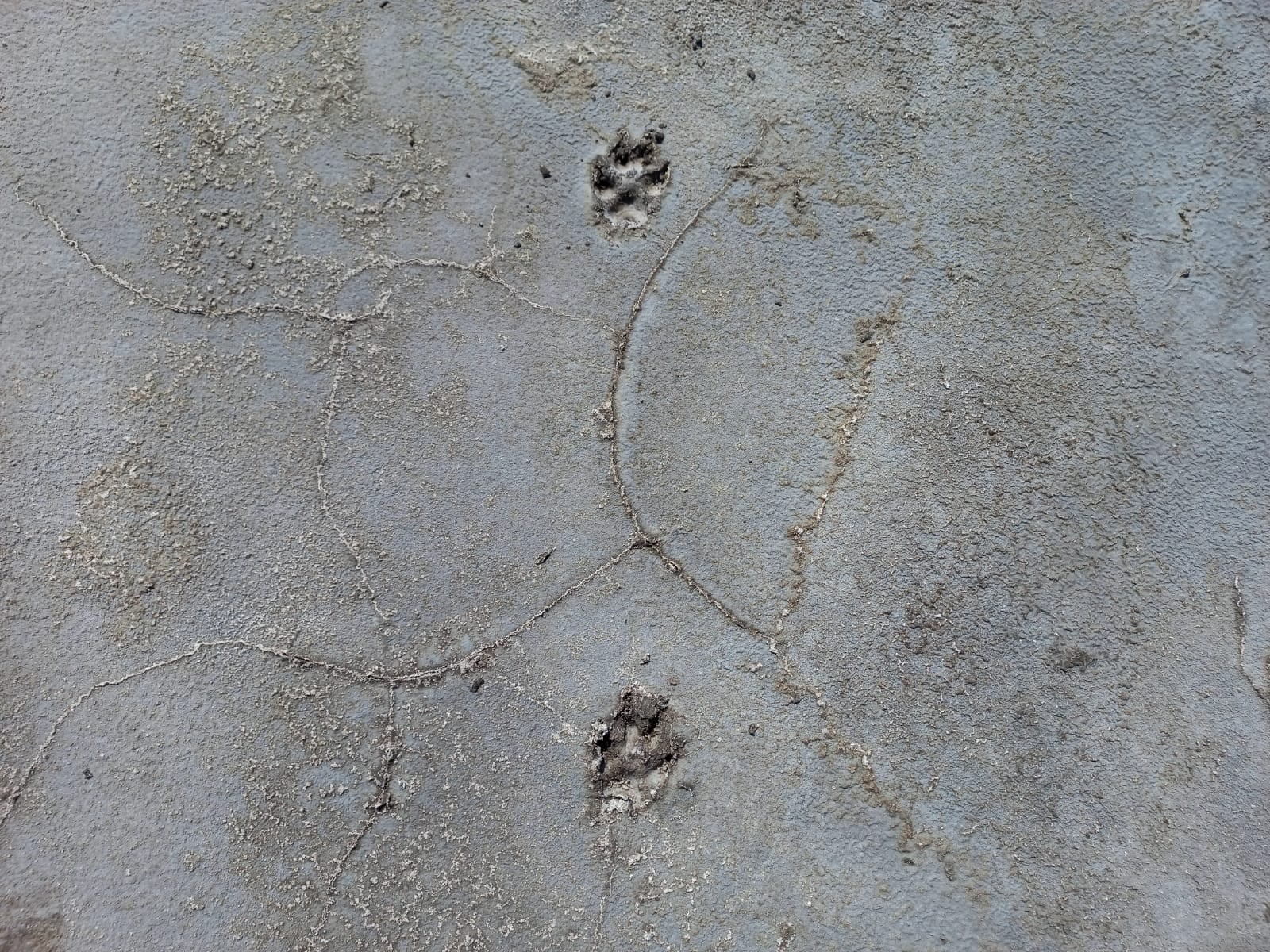 Es frecuente en los recorridos encontrarse huellas de huellas de puma así como de felinos de menor tamaño.