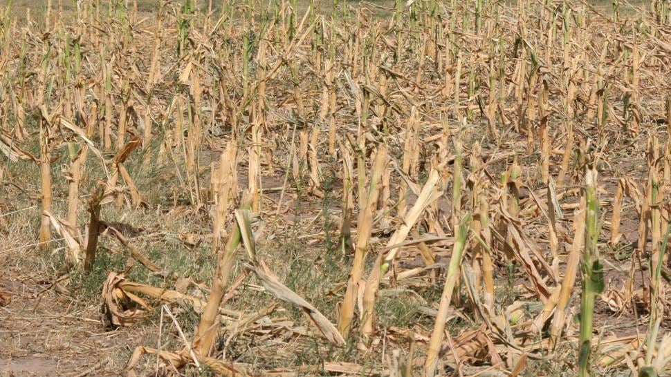 SEQUÍA. "La Niña" castigó a los fondos agrícolas (Archivo).