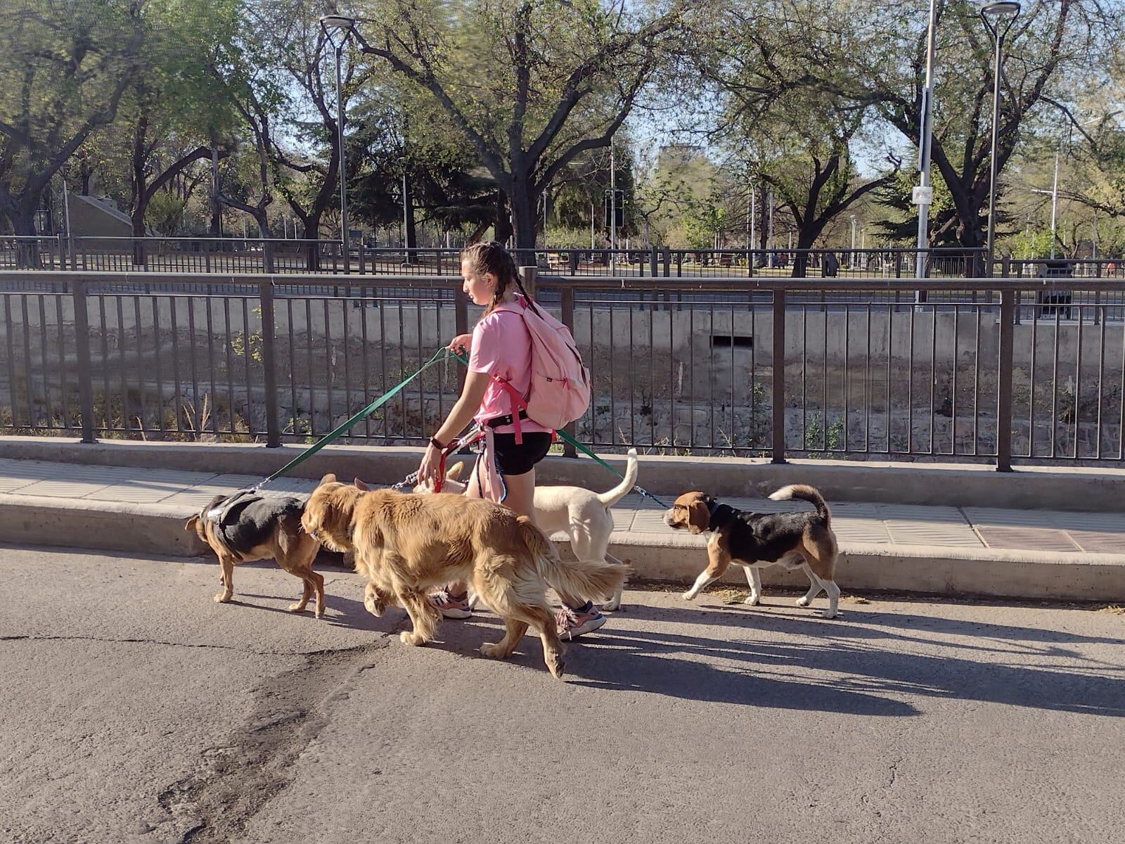 Pasea los perros por la mañana y la tarde, cuando no está estudiando.