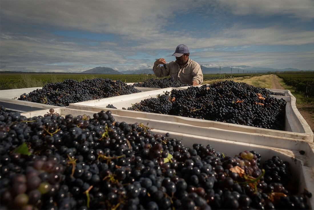 Cosecha varietal Pinot Noir en Finca del Inca, Agrelo, Luján de Cuyo.