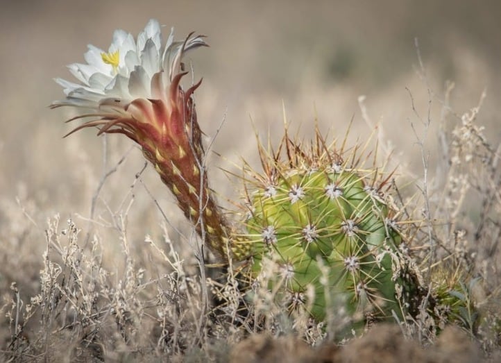 La maravillosa reserva natural mendocina para disfrutar de paisajes, historia y adrenalina.