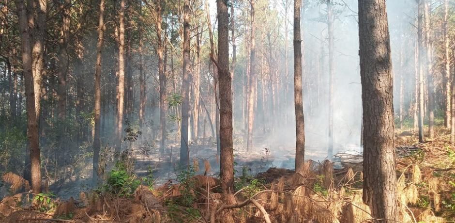 Controlan foco de incendio en un pinar en Eldorado.