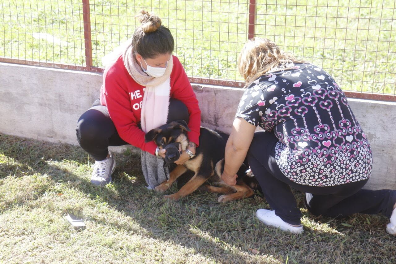 Los perros y gatos no deben estar en celos y deben haber transcurrido más de 60 días del último parto, algunas de las recomendaciones a tomar en cuenta.