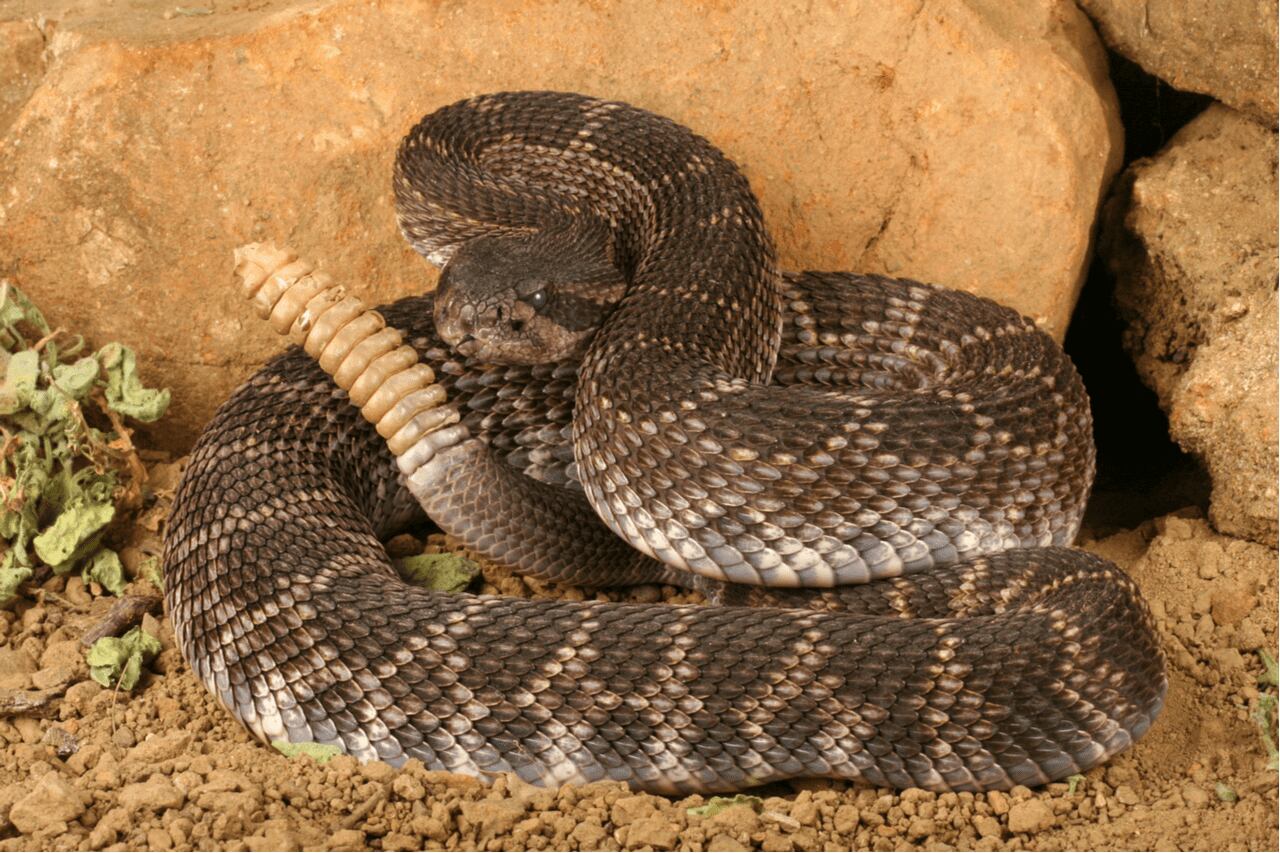 Serpiente de cascabel. Foto: Gentileza