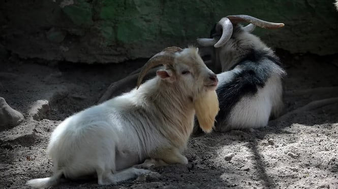 Las cabras del zoológico de México.