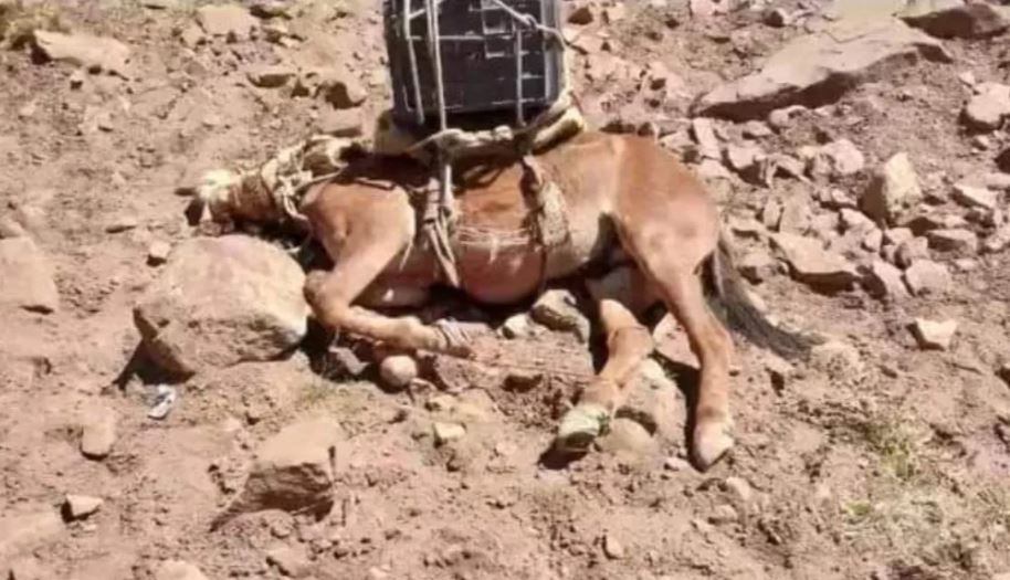 Maltrato de mulas cargueras en Parque Aconcagua.