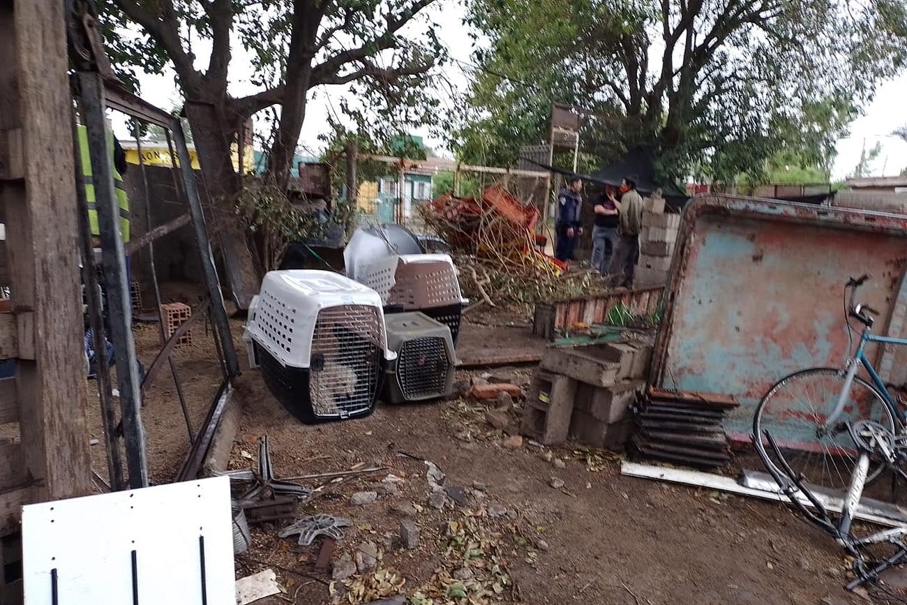 Río Cuarto. Rescataron 54 perros que estaban hacinados en una vivienda (Gentileza Fundación Piwque Trewa).