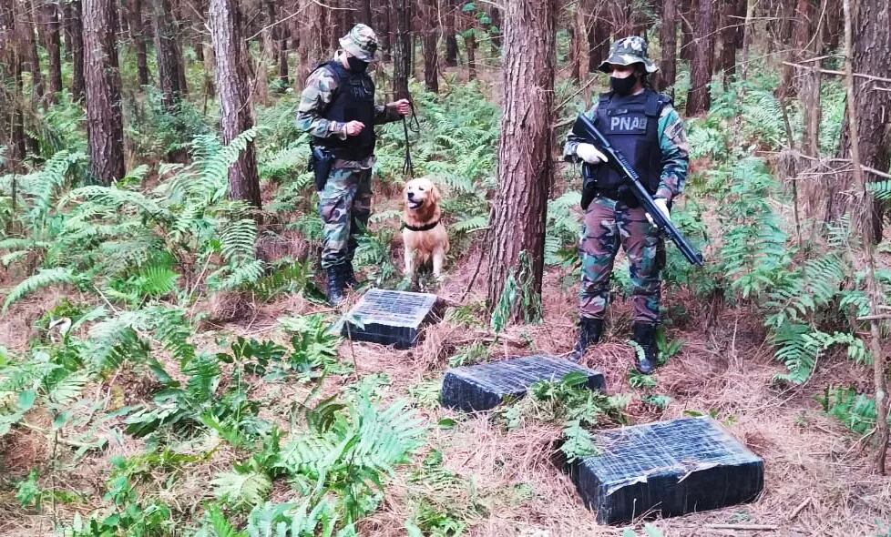 Incautaron marihuana oculta en un pinar en Puerto Rico.