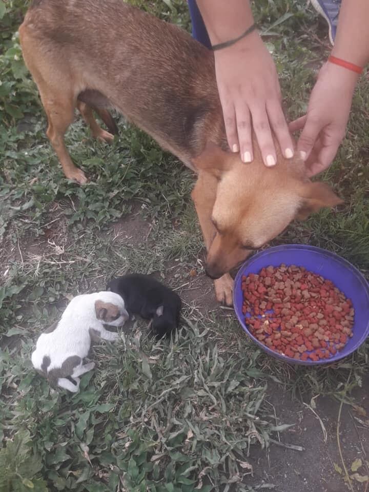 Las proteccionistas arriesgan su integridad física e incluso sus vidas para rescatar a animales de la calle o en situaciones de violencia, y darles un nuevo hogar.