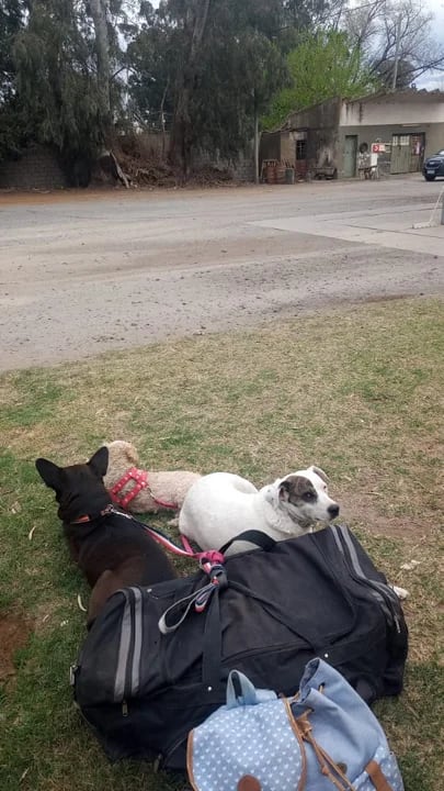 Viajó a Comodoro con sus perritas por empleo, pero fue engañado y busca ayuda para regresar con ellas.