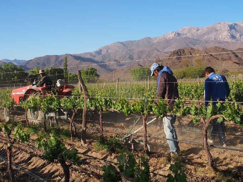 Dos vinos de Cachi y uno de Molinos recibieron el reconocimiento de la revista Vinum.