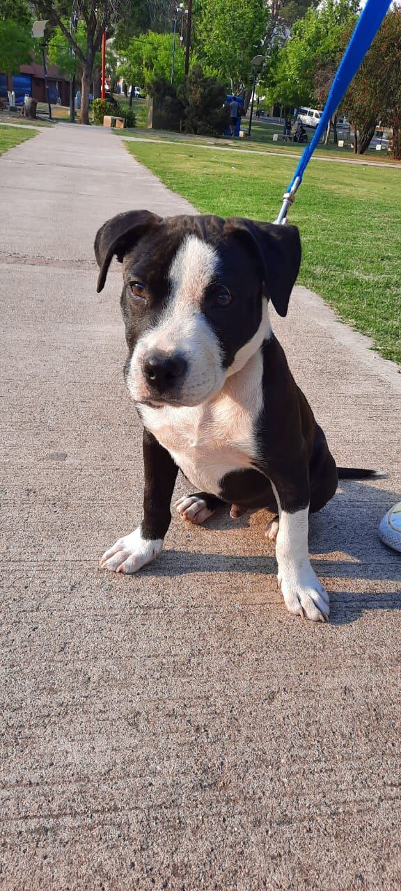 "Thor" el perrito que su familia buscaba con deseperación.