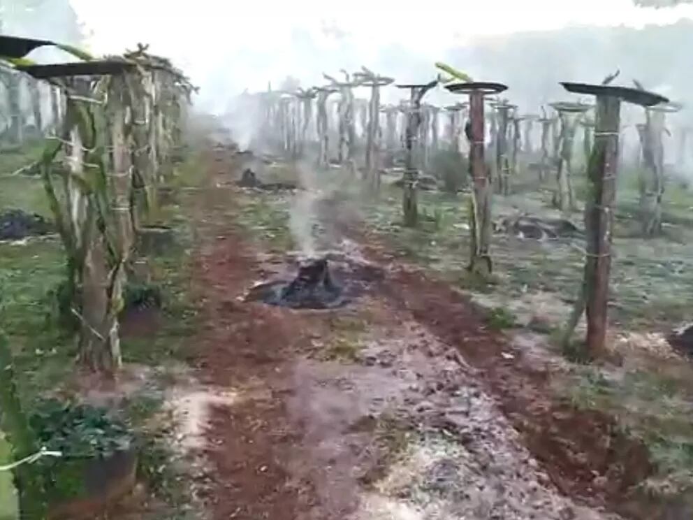 Productor de Dos de Mayo logró salvar su plantación con técnica de fogatas.