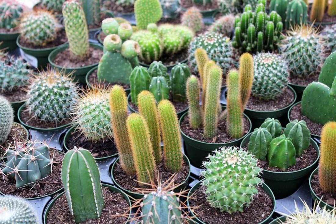 Los cactus, resistentes e ideales para espacios con mucho sol directo