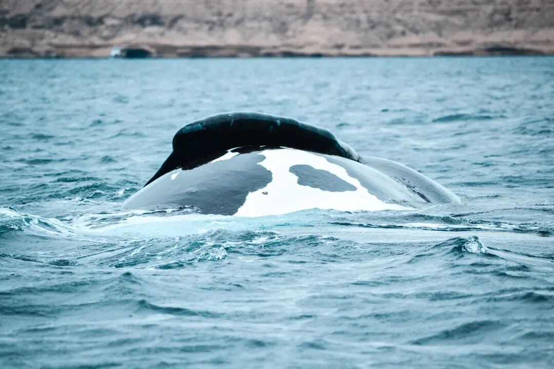 Un encuentro mágico en Puerto Madryn