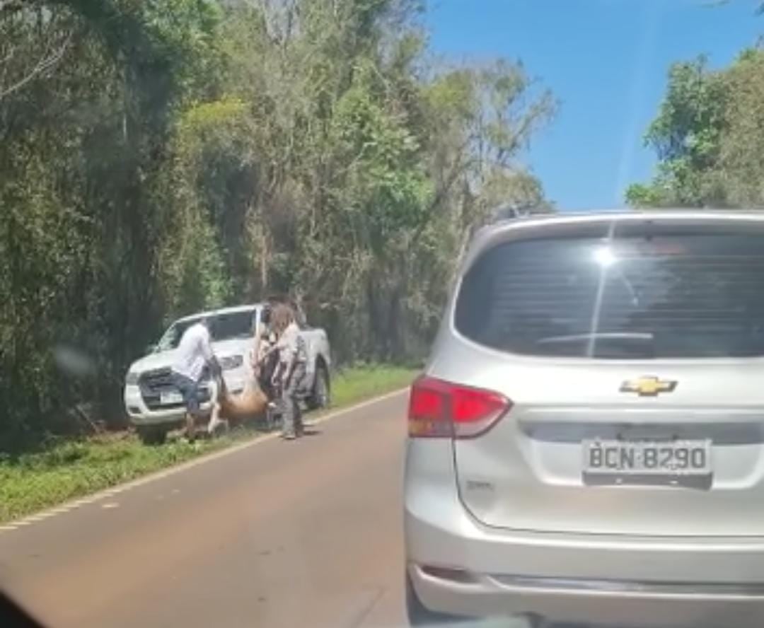 Una corzuela fue atropellada en Puerto Iguazú