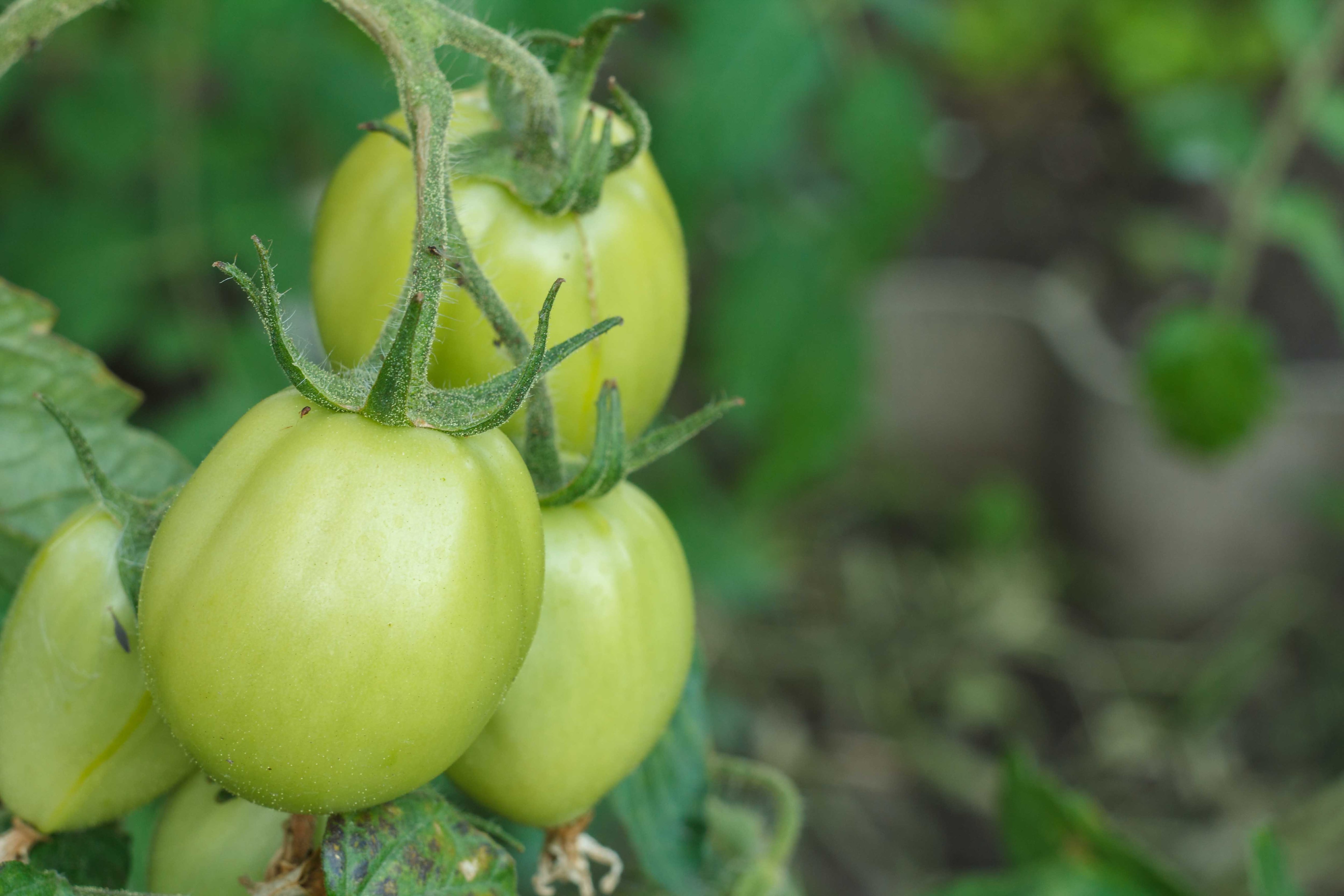 Cosechá ahora los tomates aunque estén verdes y colgá los racimos en una galería para que maduren. Así incentivarás el crecimiento de los frutos todavía pequeños para que maduren antes de las heladas.