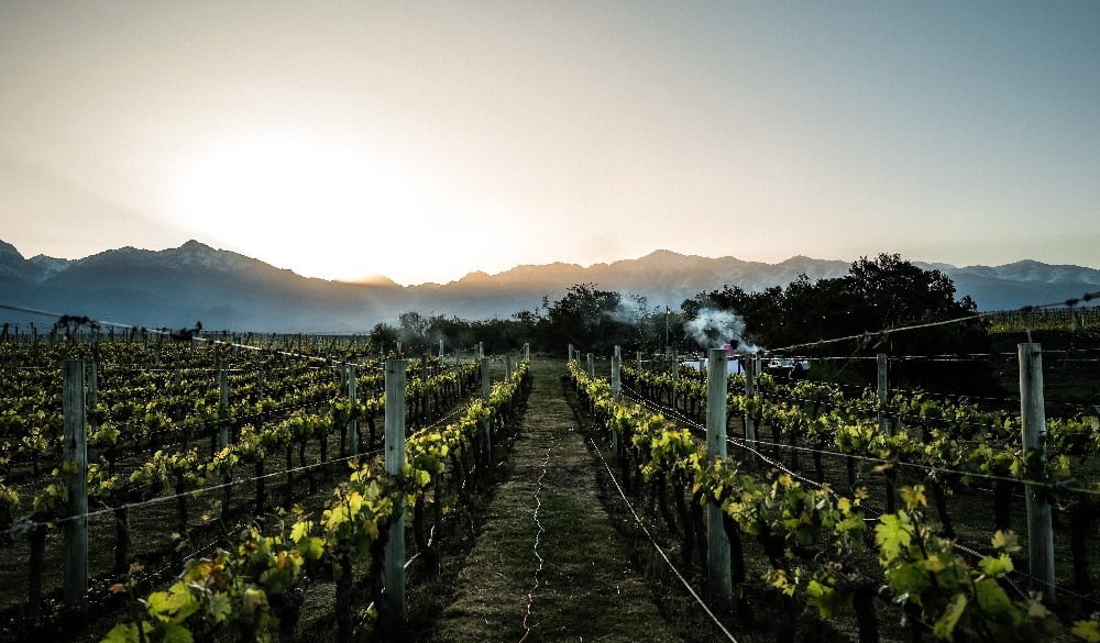 Amanecer una un viñedo, una de las fotos que subió Valtteri Bottas, que seguramente madrugó, o habrá sido su esposa Tiffany Cromwell.