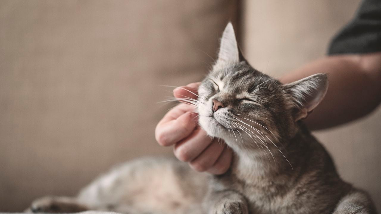 Los gatos tienen muchos significados que dependen según cada cultura.