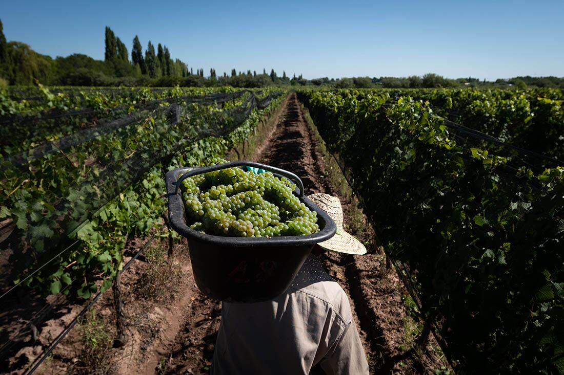 Mendoza 5 de febrero 2021 Sociedad

Cosecha en Finca la Jacintana, Bodega Lagarde

Foto: Ignacio Blanco / Los Andes

