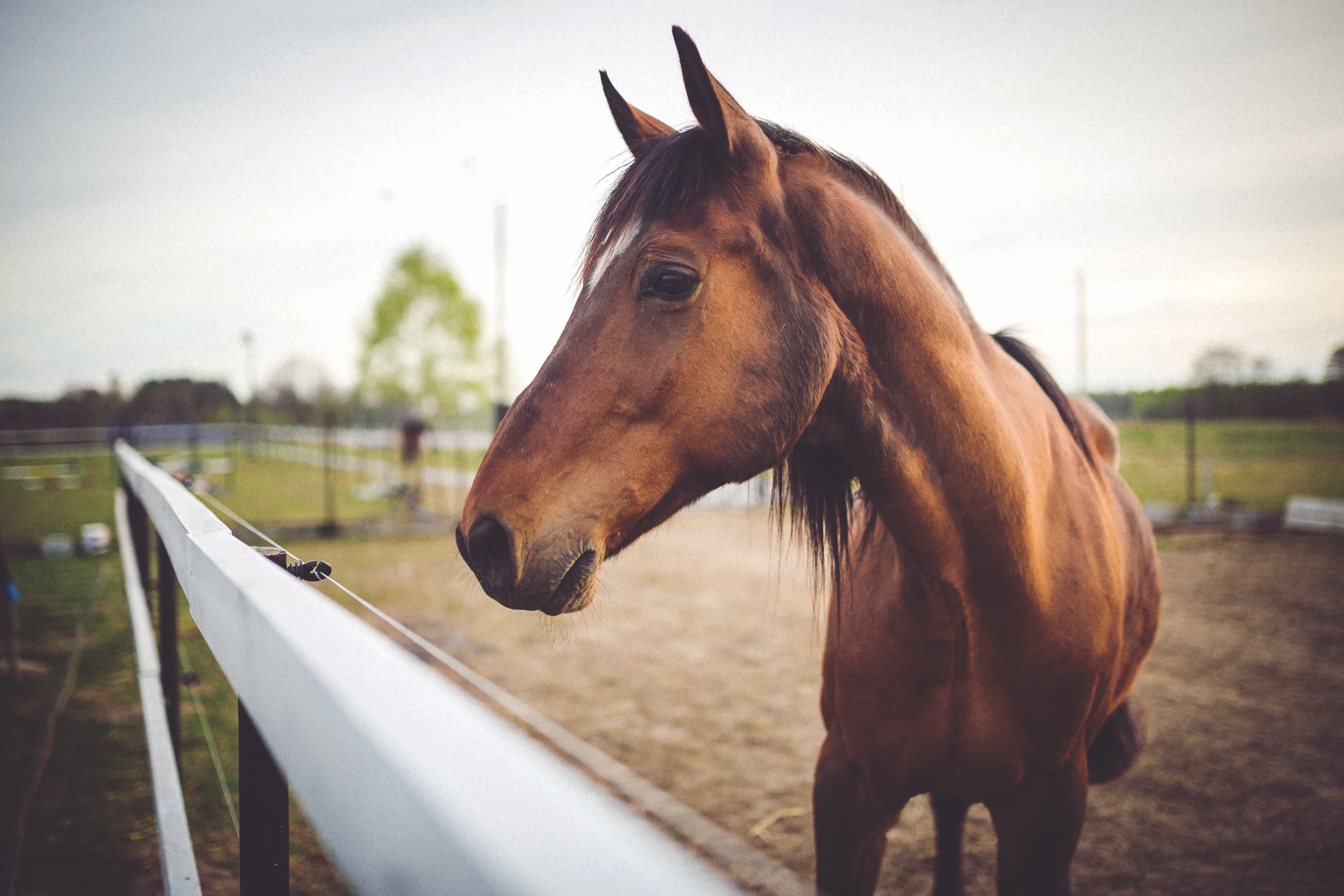 Se discuten las Jineteadas de Caballos