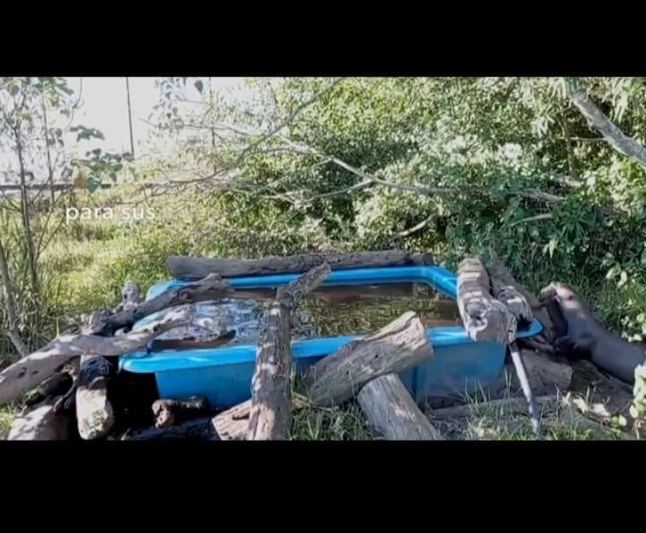 Los cachorros en plena práctica de nado en el Parque Iberá.